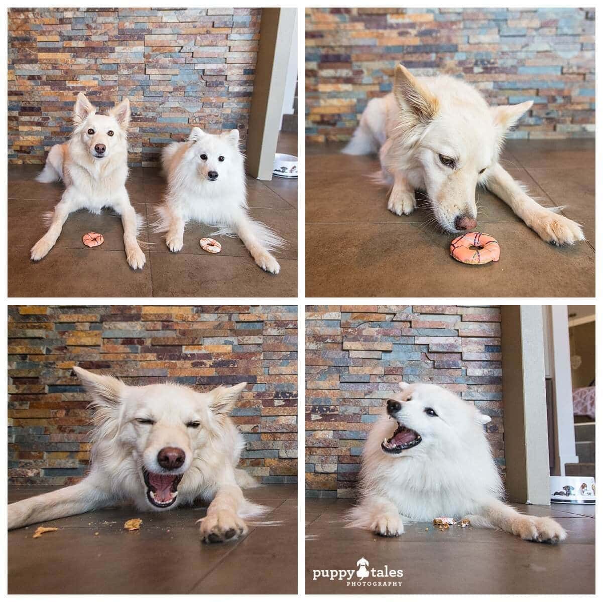 puppytalesphotographyalure stanthorpe dogfriendlyaccommodation4