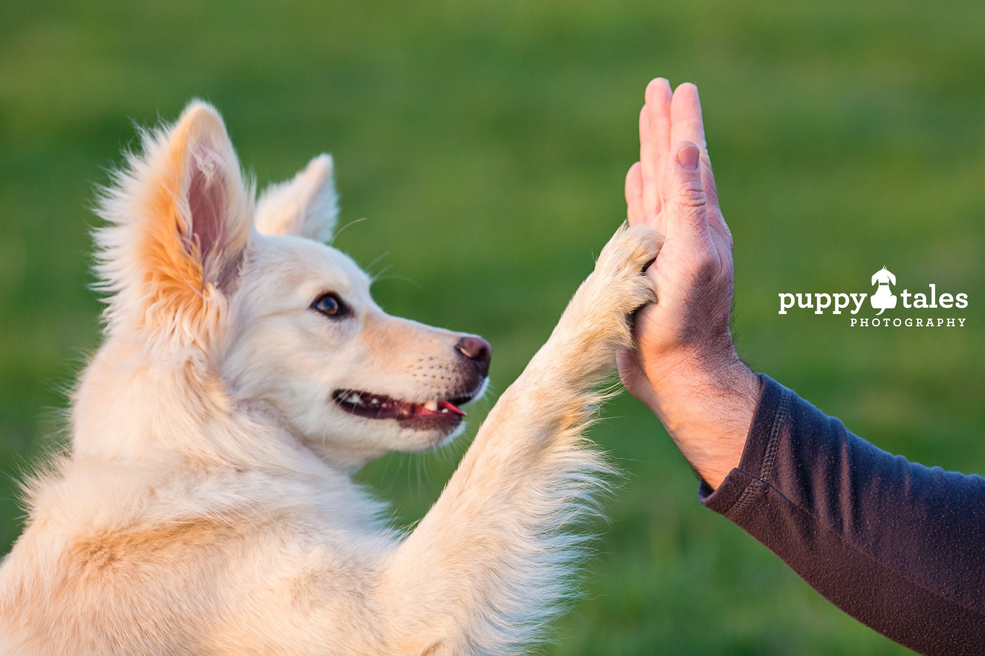 Dog-Loving Dads: 5 Paws-ome Ideas for a Fur-bulous Father’s Day
