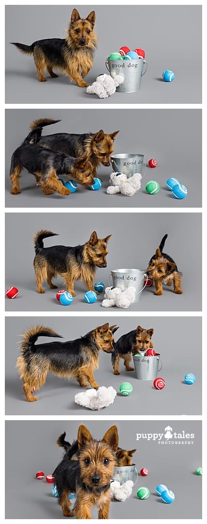 Adorable Australian Terriers show off their playful and charming side
