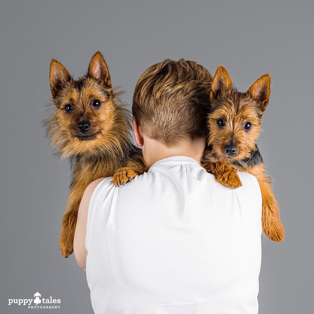A studio portrait of two sweet Australian Terriers