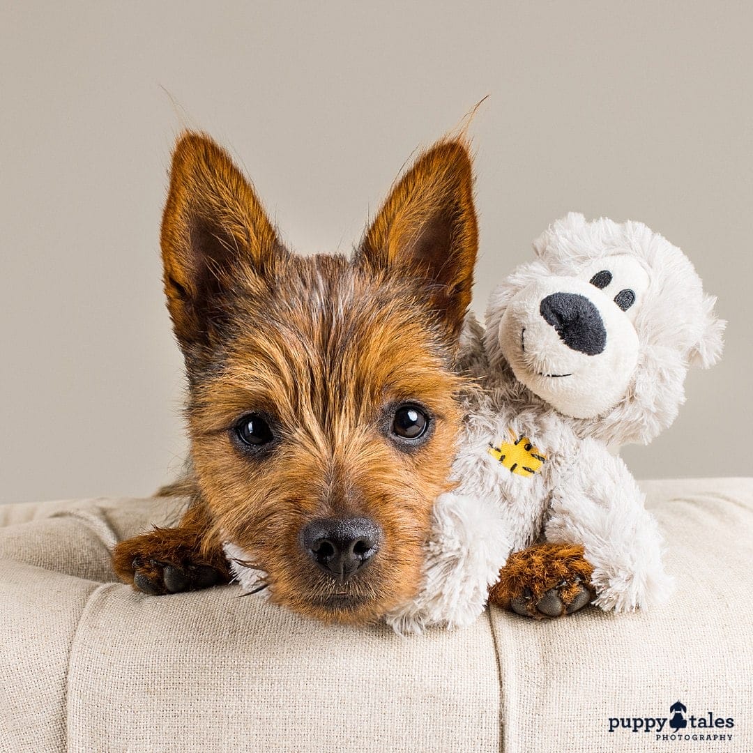 Close-up of a cute Australian Terrier staring at the camera with a toy