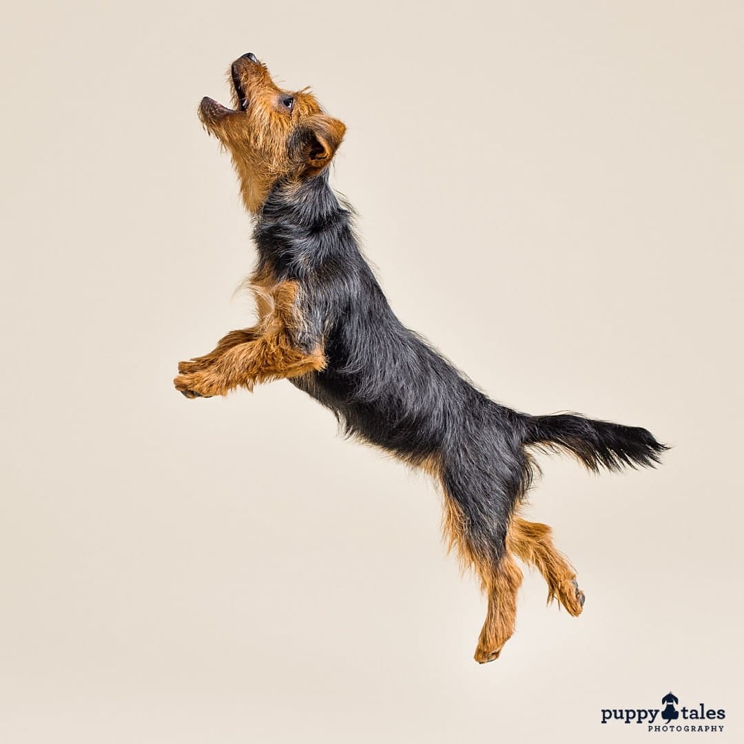 An energetic Australian Terrier captured in a photo