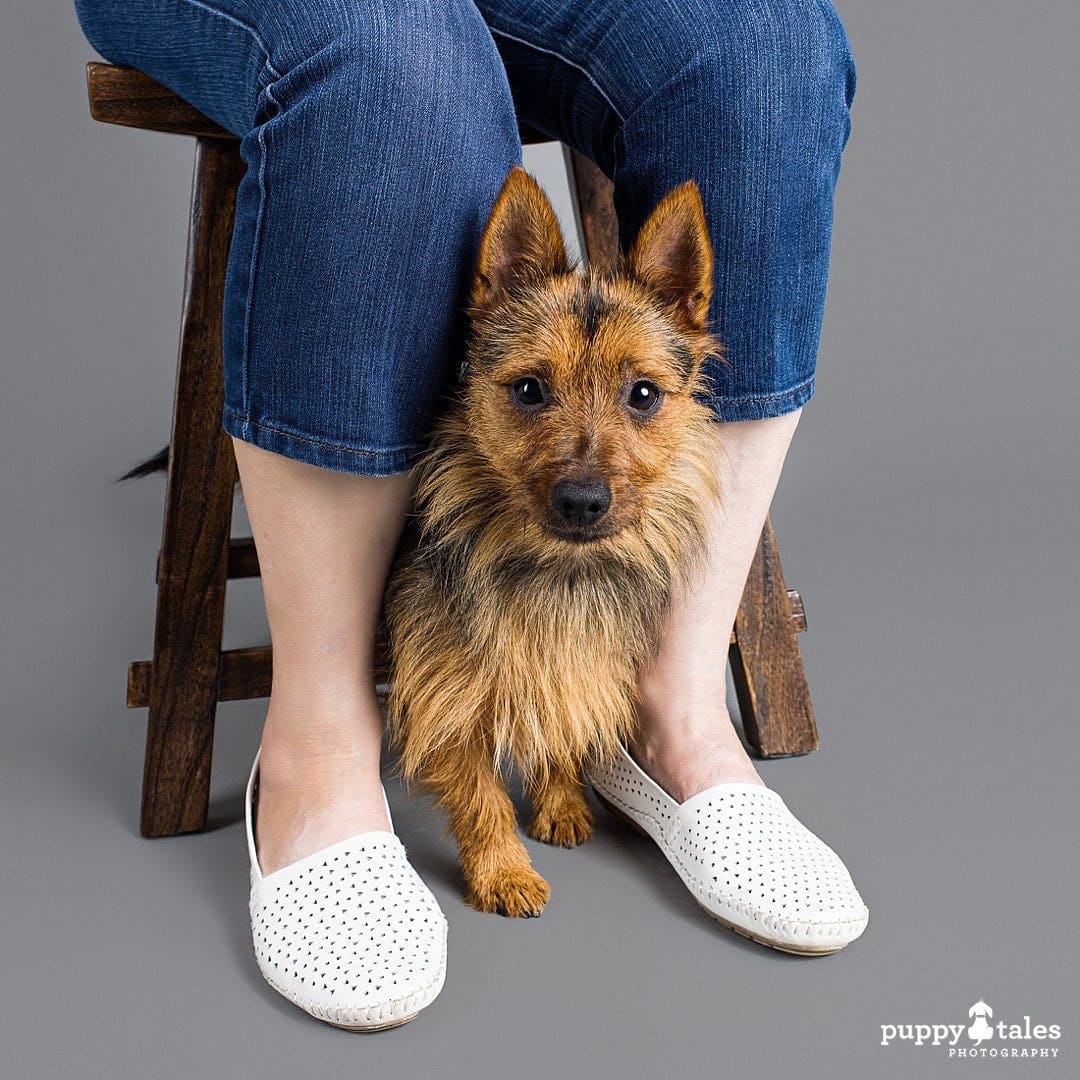 A professional studio session capturing the unique features of an Australian Terrier