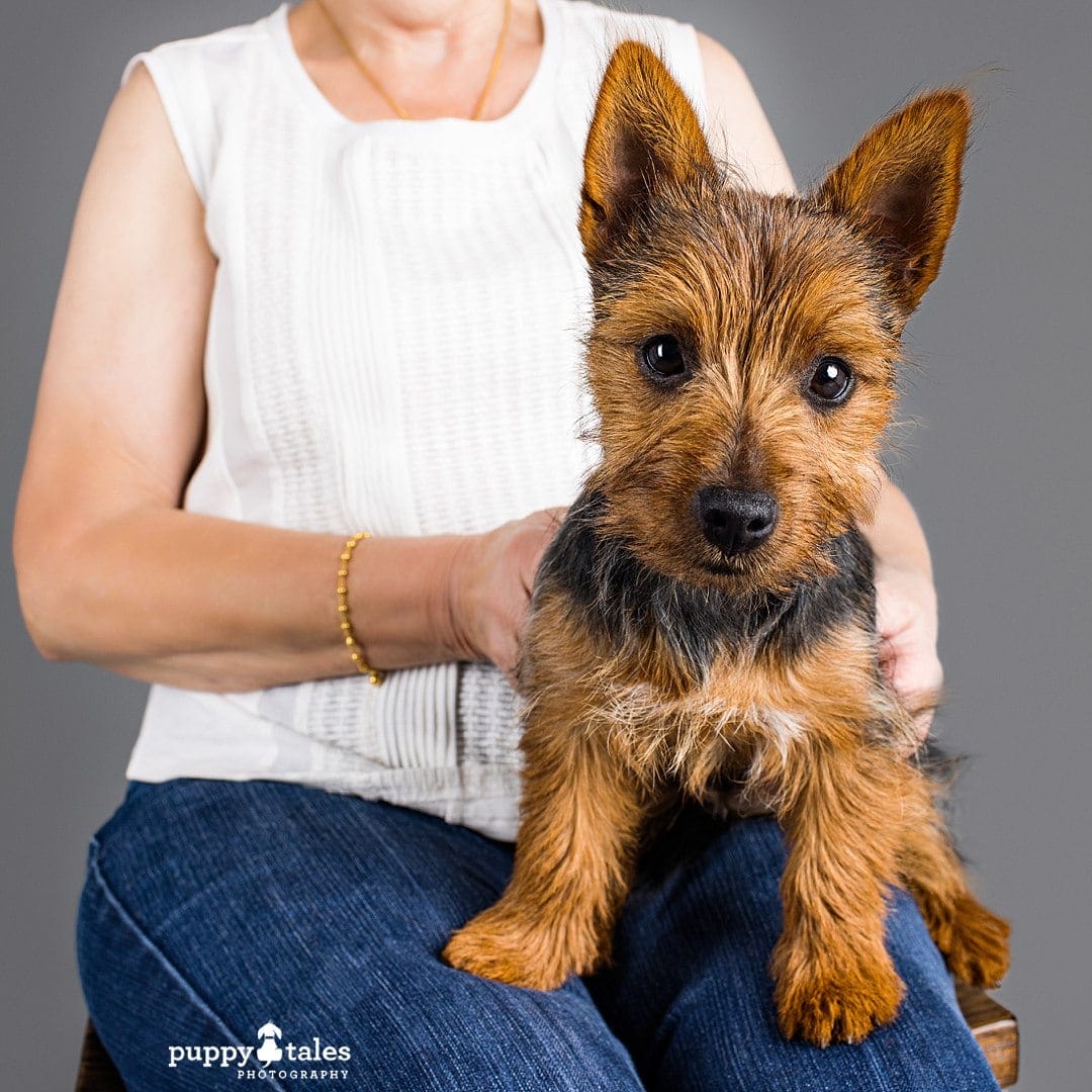 An Australian Terrier sitting on top of a person's lap