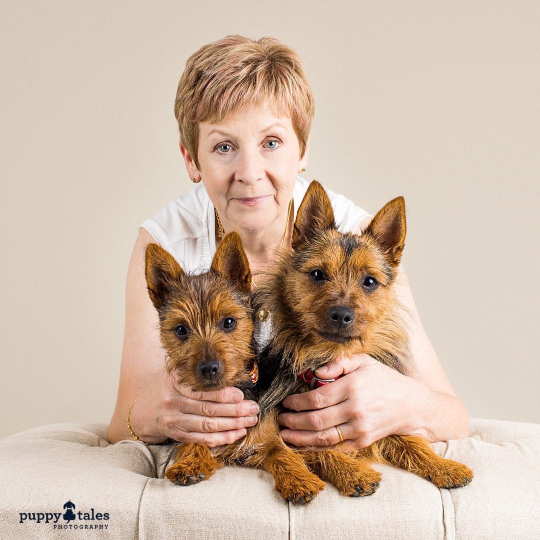 Two best friends, Australian Terriers, posing for their studio dog session