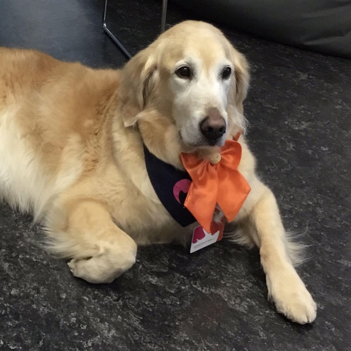 Rubie Golden Retriever Rubie