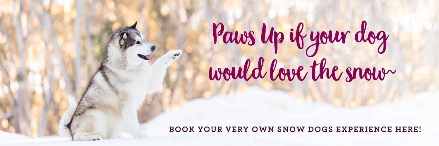 Snow Dogs Photography Session 11