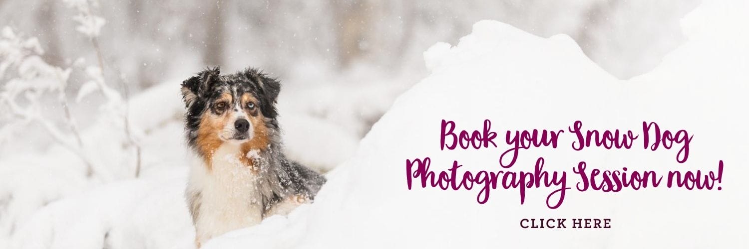 Take your dog to the snow 14