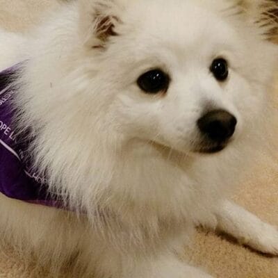 Taro2