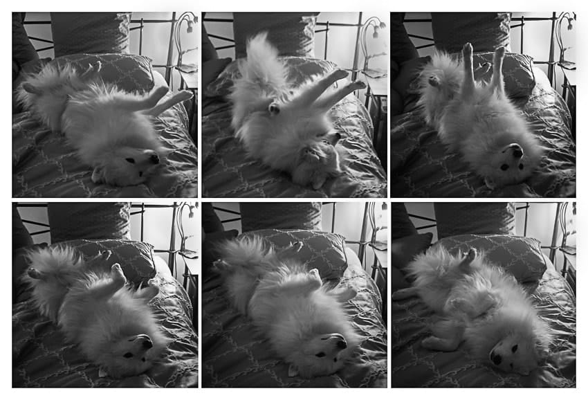 dog-stretch-and-roll-over-series-of-photos
