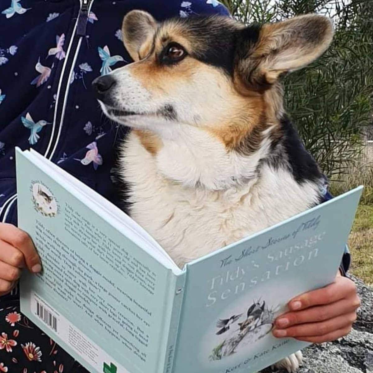 Tildy-Corgi-square