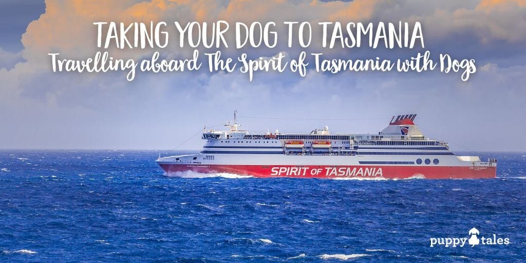 Taking your dog and travelling aboard the Spirit of Tasmania with dogs