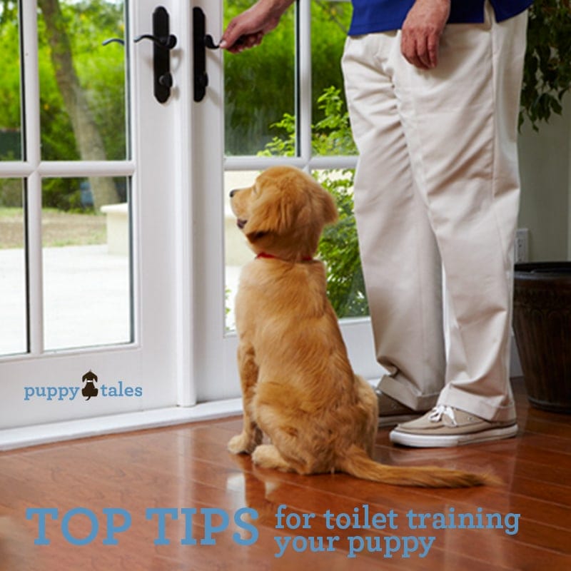 Top tips for toilet training your puppy