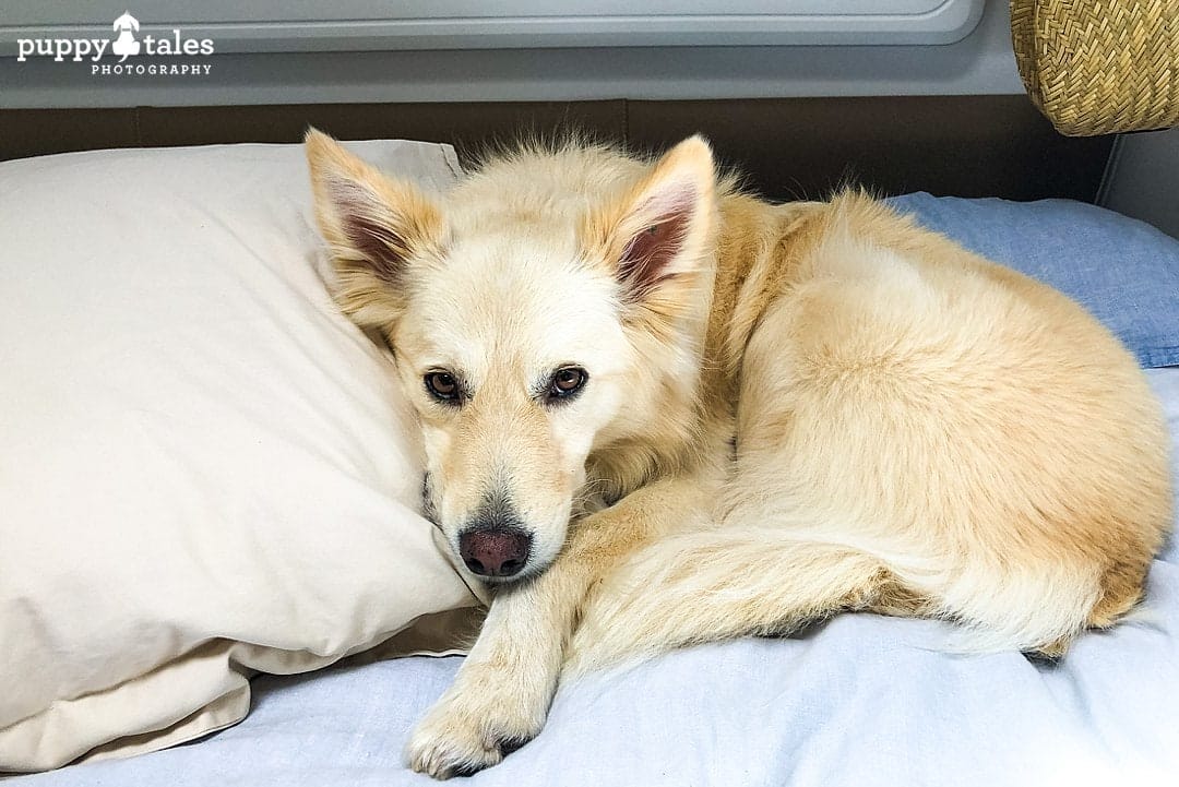 Travelling the Spirit of Tasmania with dogs and letting them stay inside your caravan or vehicle
