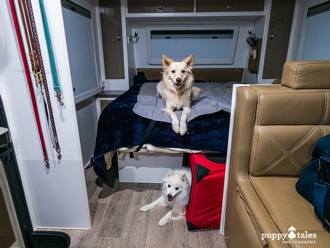 Pets staying inside the caravan when travelling the Spirit of Tasmania with dogs