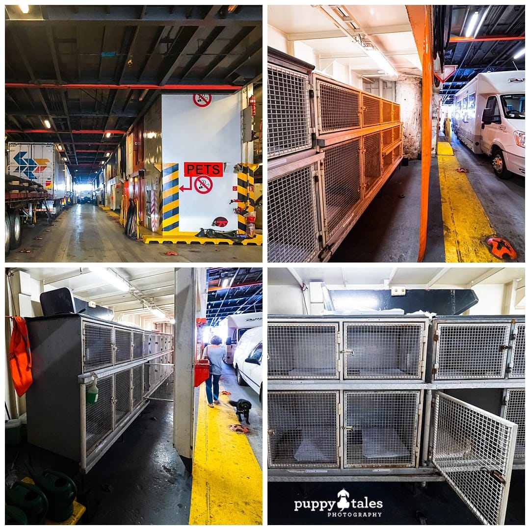 A view of the kennels alongside cars when travelling to Tasmania with your pets in a vehicle or caravan