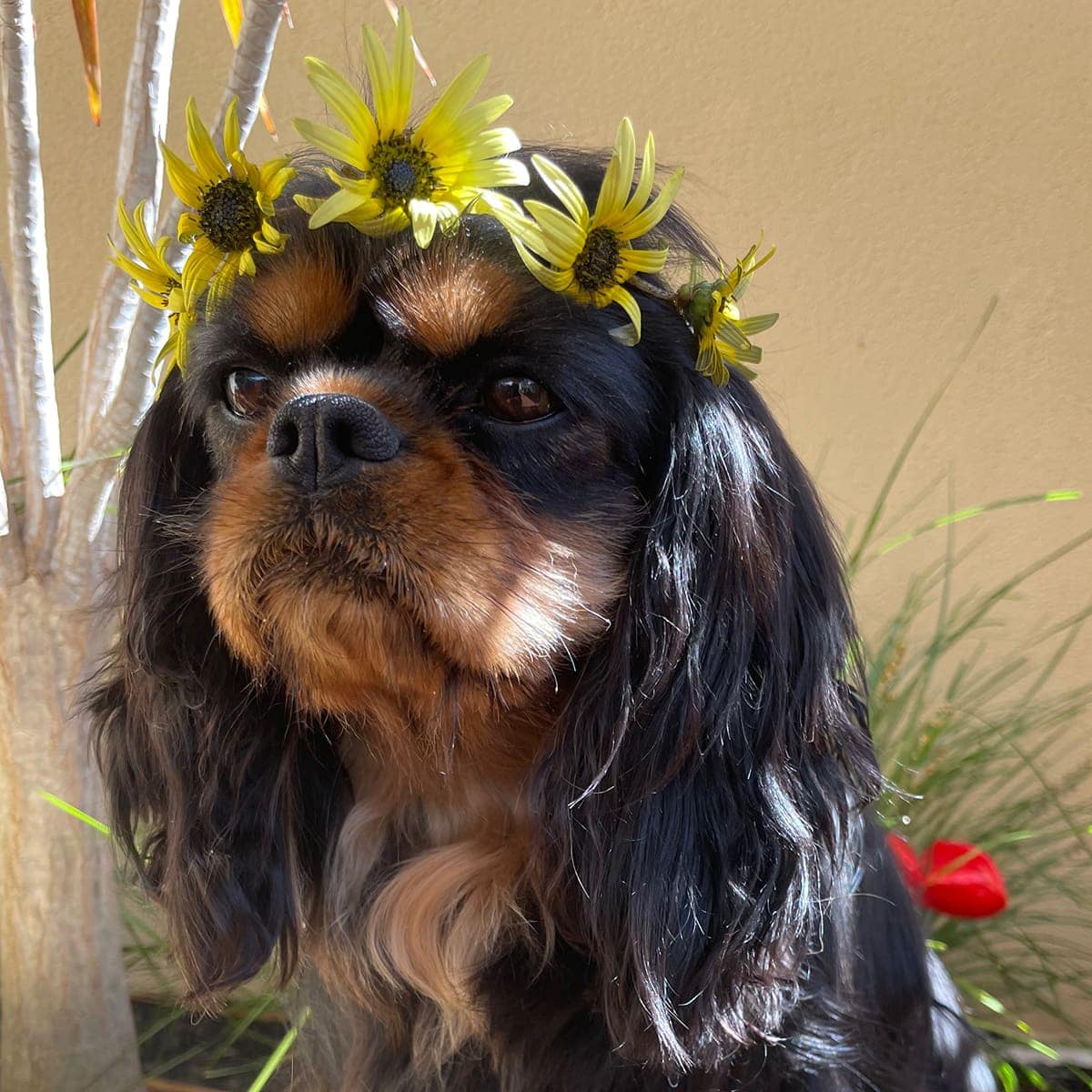 Trixiebell-Cavalier-King-Charles-Spaniel-Square