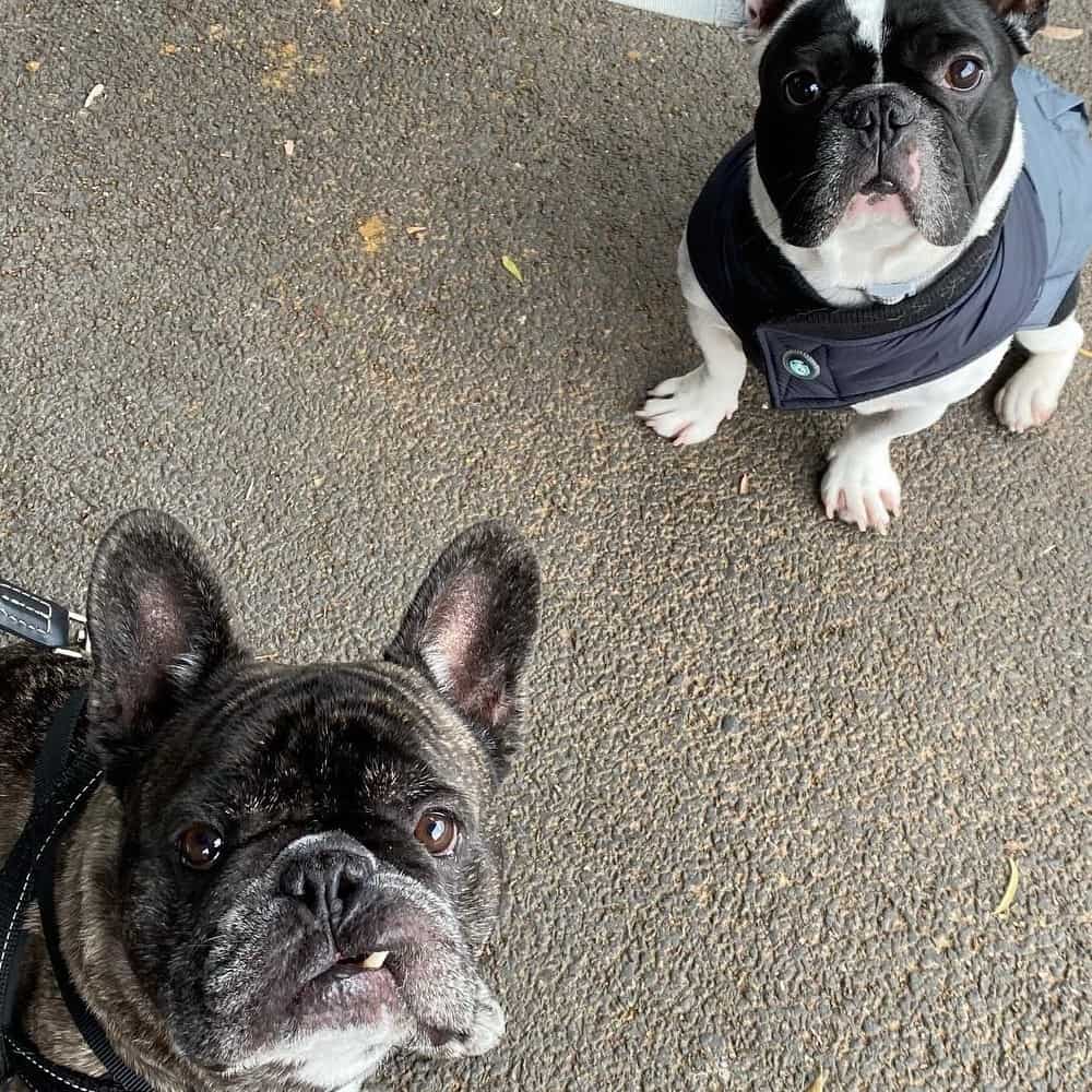 Two dogs looking up at the camera as they dine in this dog friendly cafe in inner Eastern Melbourne