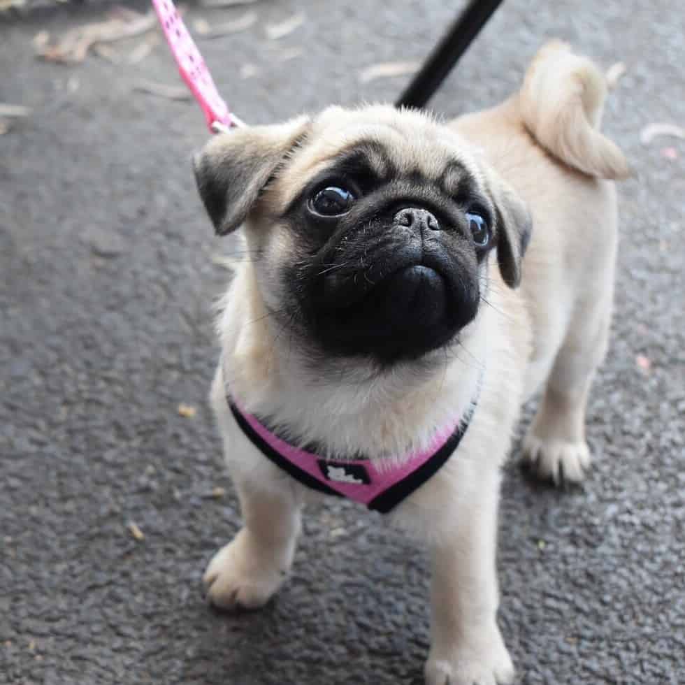Cute dog outside a dog friendly cafe in Melbourne