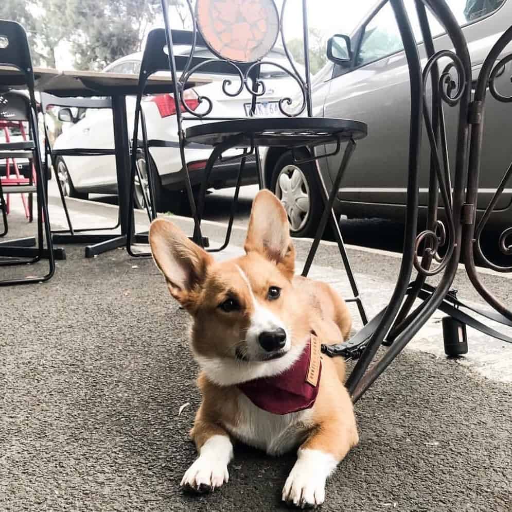 Dog is seen on leash sitting on the floor outside of this dog friendly cafe in Melbourne