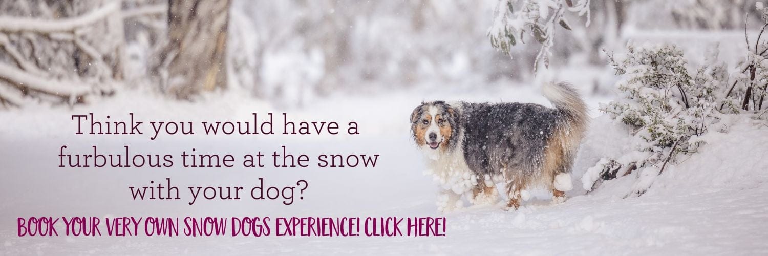 Australian Shepherd photographed in the snow