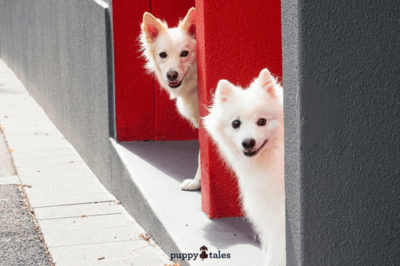 Pawsitive Travel With Dogs Dogs About Town Feature