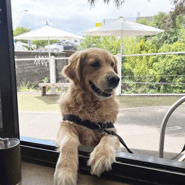 Dog leaning inside the dog friendly cafe in Melbourne's window