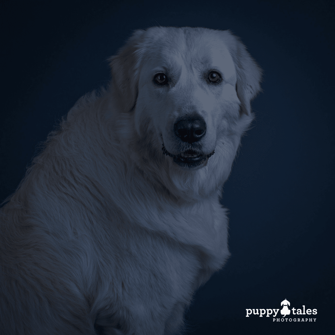 Halloween Dog Tales ~ Franklin the Ghost Dog