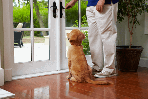 Puppy Toilet training