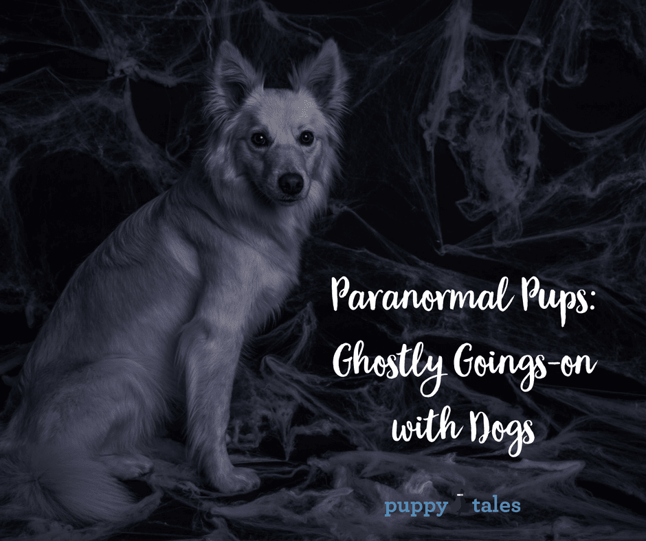 Halloween Dog Tales