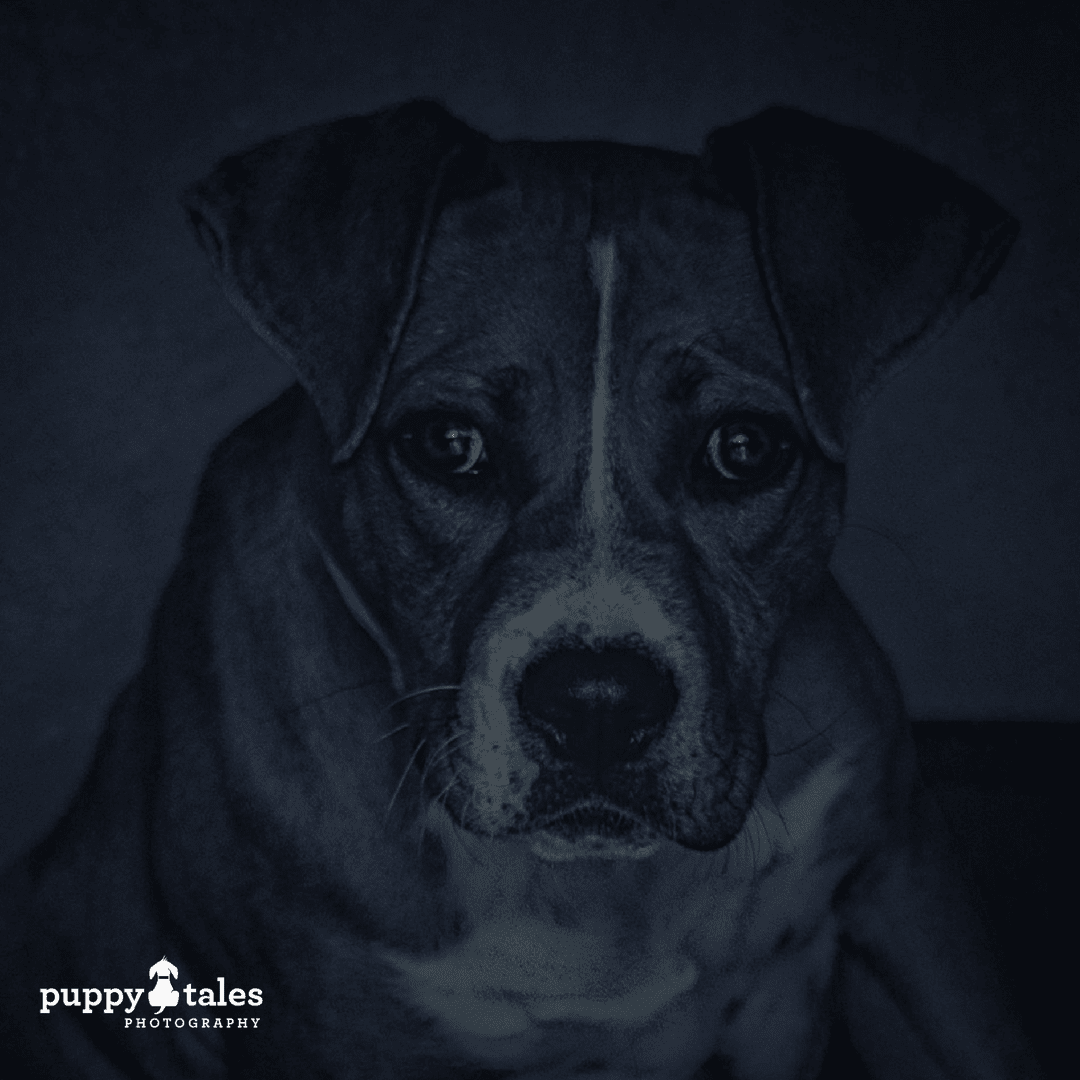 Halloween Dog Tales ~ Preston the Ghost Dog