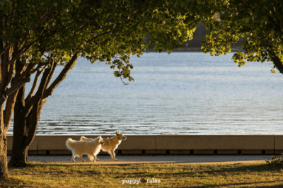 Pawsitive Travel For Dogs Roaming Rovers Feature