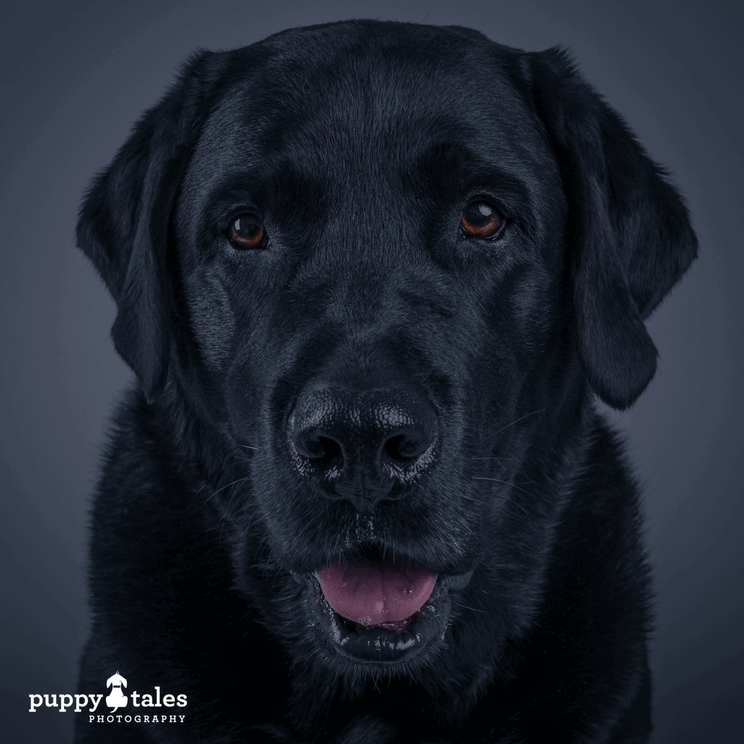 Halloween Dog Tales ~ Black Ghost Dog