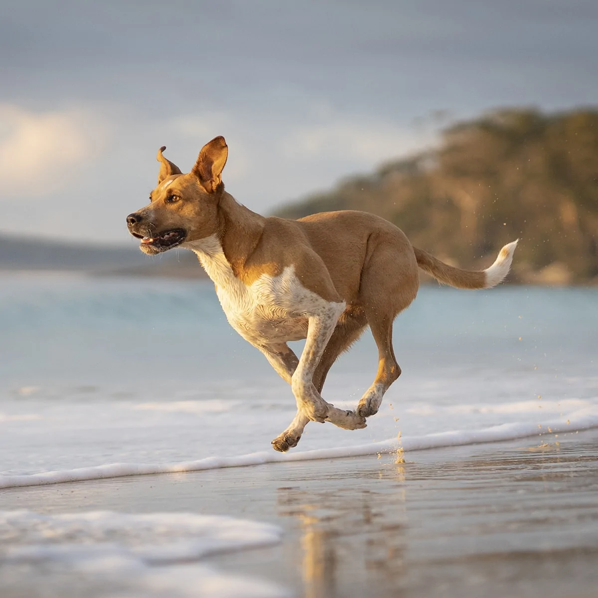 Harper-Kelpie-Cross-square
